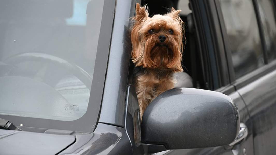 Кот платежом красен: депутаты уточнили законопроект о запрете изъятия животных