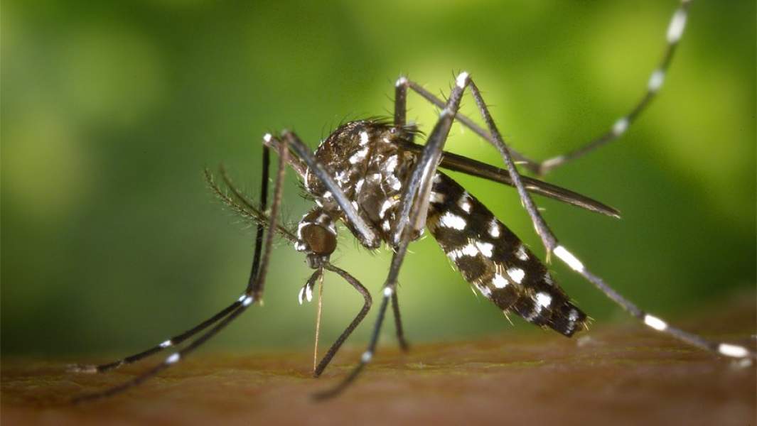aedes albopictus