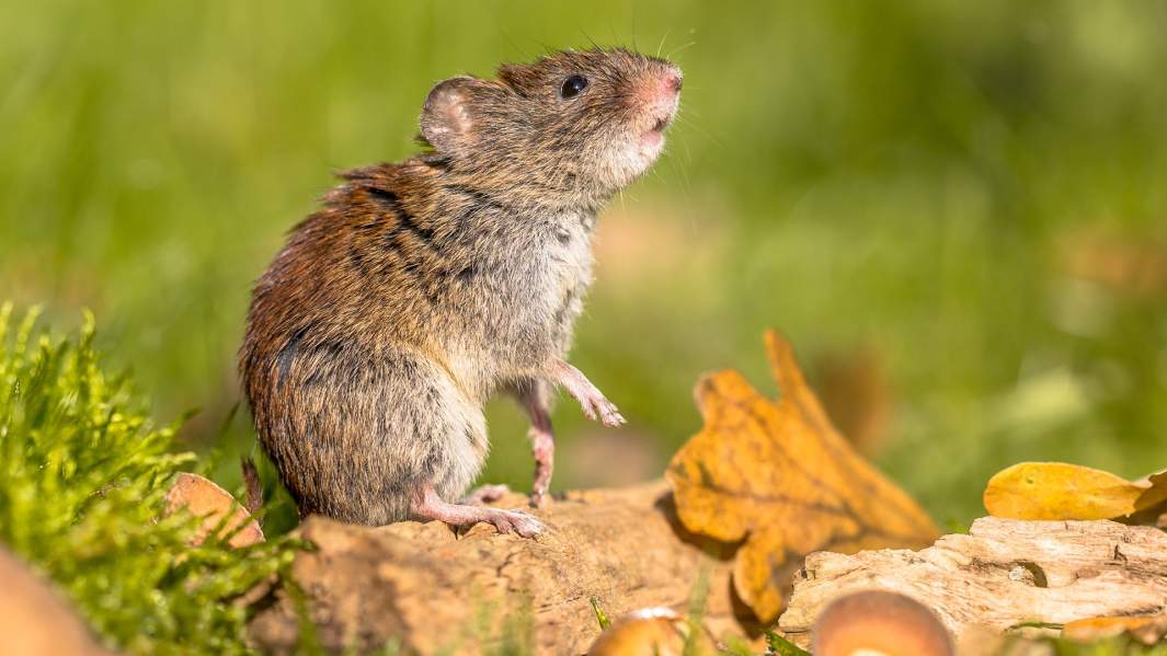 Природные разносчики: как грызуны распространяют лихорадку по России