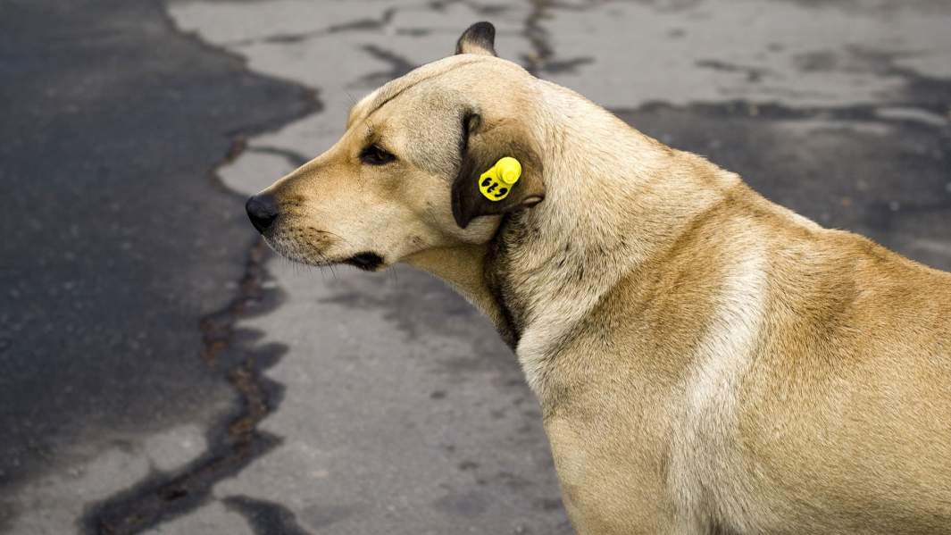 Псы с городских окраин: почему на россиян продолжают нападать безнадзорные собаки