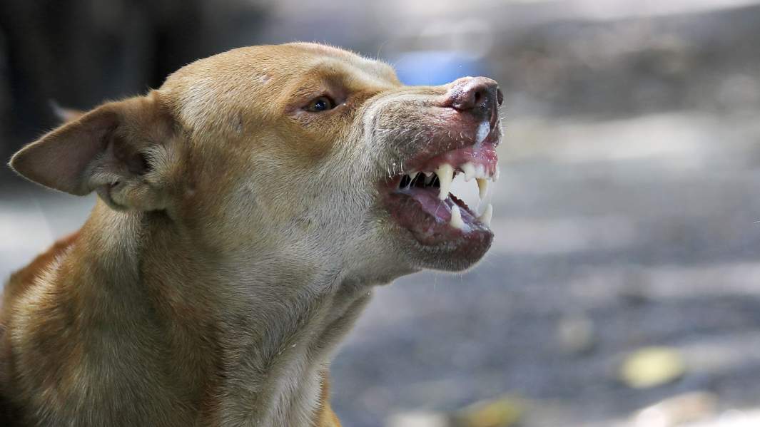 Псы с городских окраин: почему на россиян продолжают нападать безнадзорные собаки