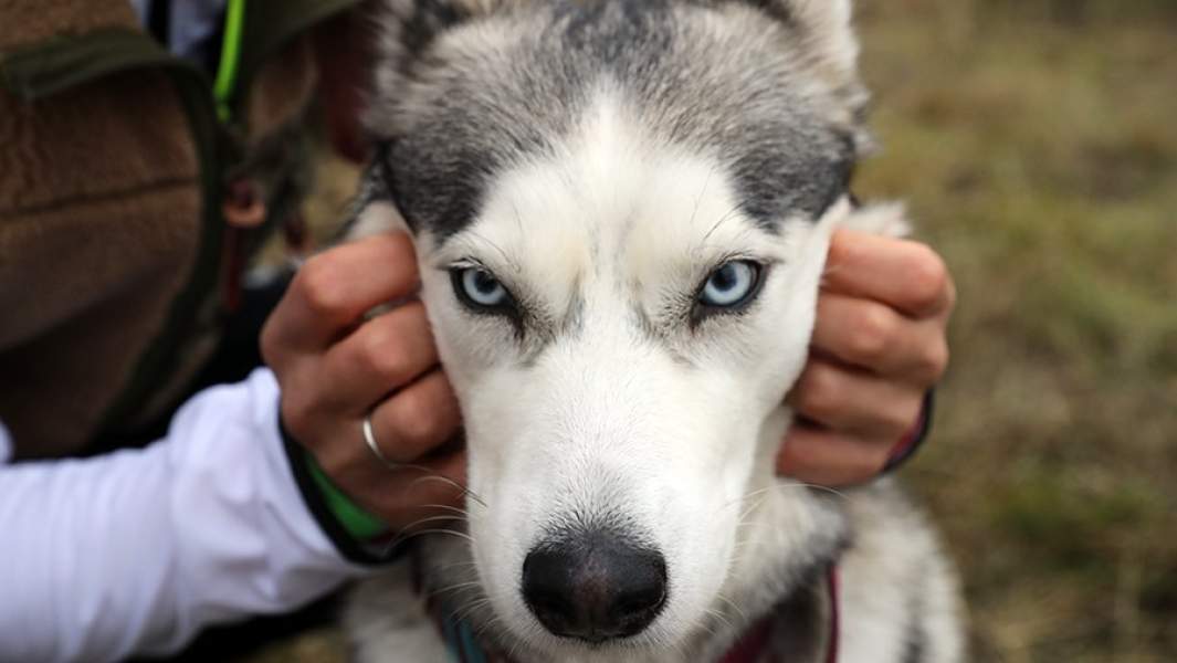 Кот платежом красен: депутаты уточнили законопроект о запрете изъятия животных