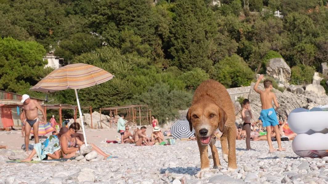 Собака гуляет по пляжу в Петроваце