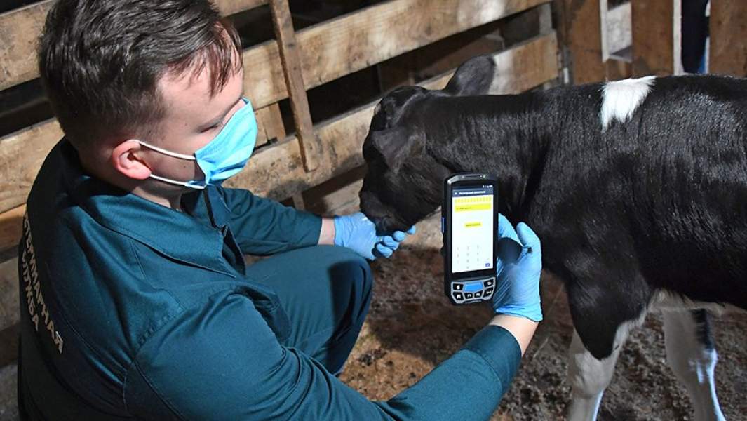 Ветеринарный врач с помощью компактного компьютера считывает информацию с электронного чипа, вживленного под кожу животного