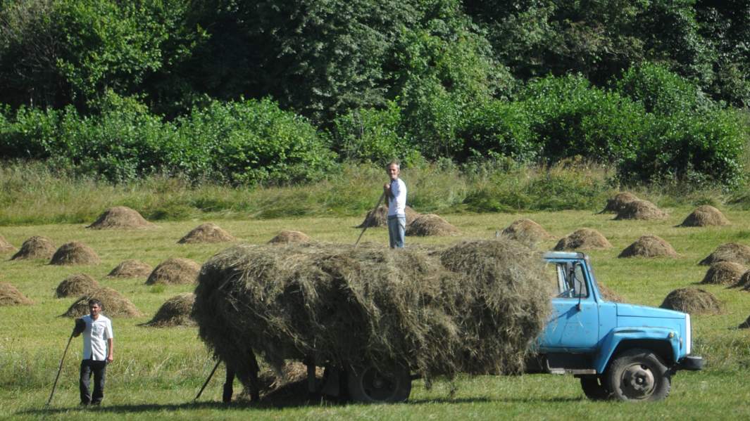 Природные разносчики: как грызуны распространяют лихорадку по России