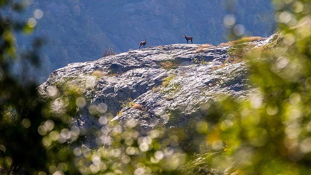 заповедник