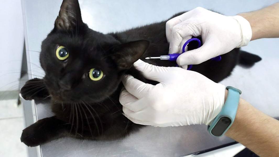Во время чипирования кота в ветеринарном центре