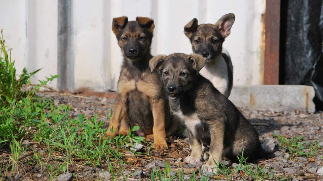 Псы с городских окраин: почему на россиян продолжают нападать безнадзорные собаки