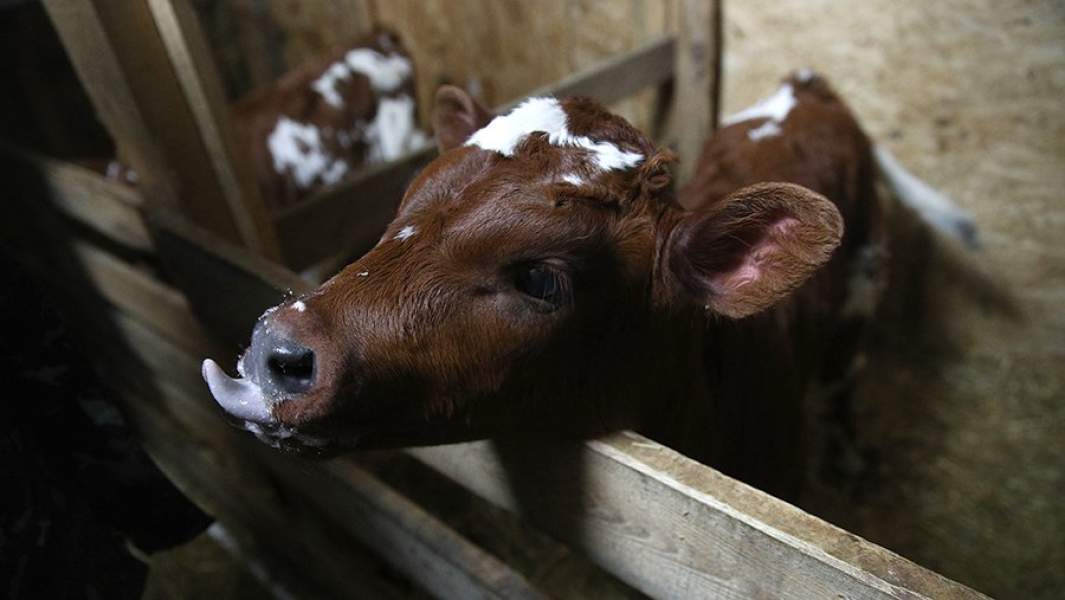 Всё коту масленица: в РФ не будут штрафовать за нечипированных животных
