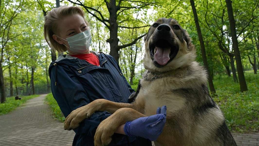 Всё коту масленица: в РФ не будут штрафовать за нечипированных животных