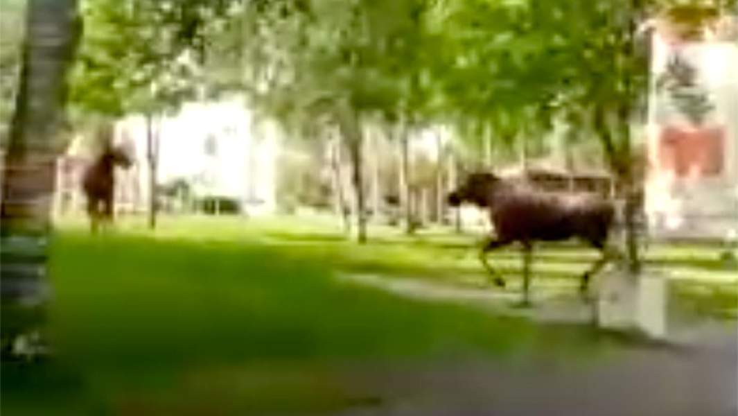 Лоси в Мамулино