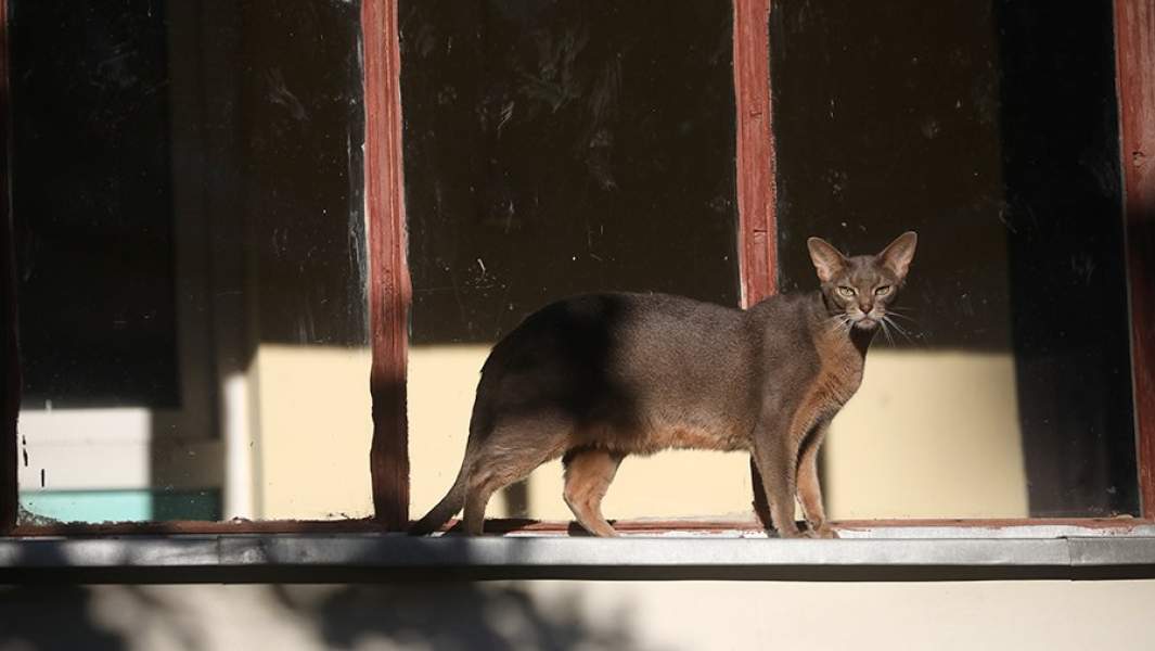 Все коту масленица: в РФ не будут штрафовать за нечипированных животных