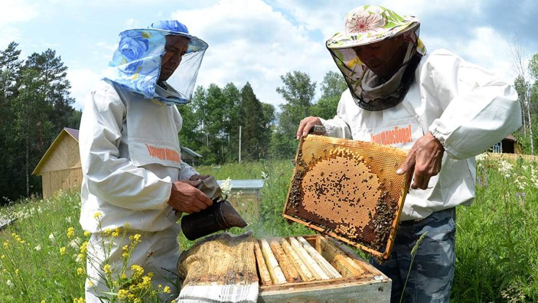 Работа с пчелами в рамочном улье на пасеке