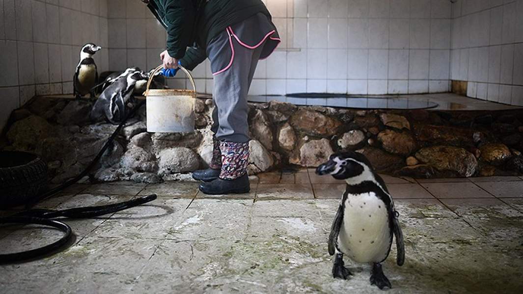 Сотрудница парка птиц «Воробьи» в Калужской области кормит пингвинов гумбольдта