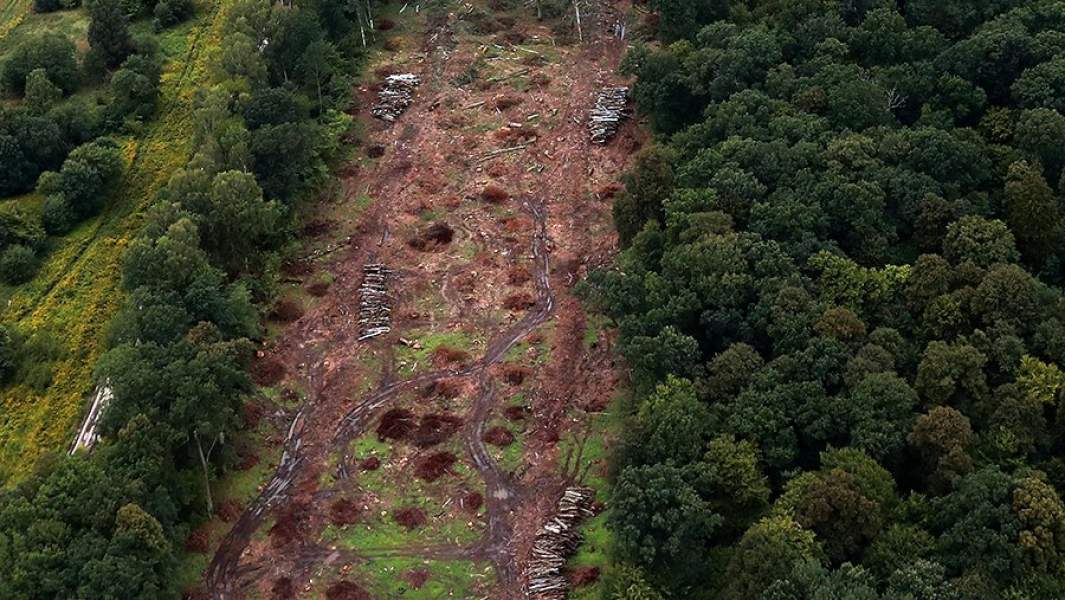 Лес — не про дрова: как в России будут спасать достояние страны