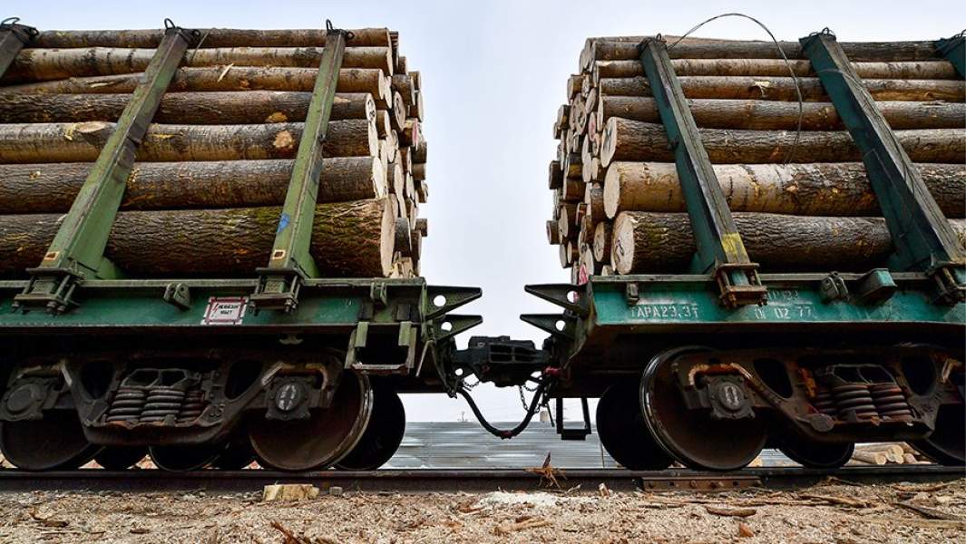 Лес — не про дрова: как в России будут спасать достояние страны