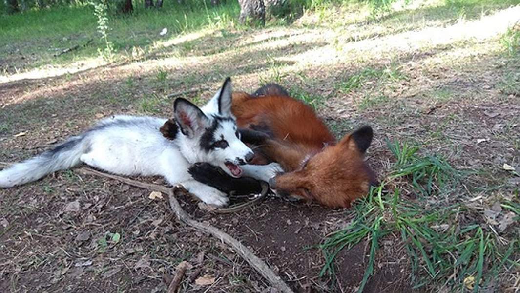 Животные в частном зоопарке Сергея Панасенко