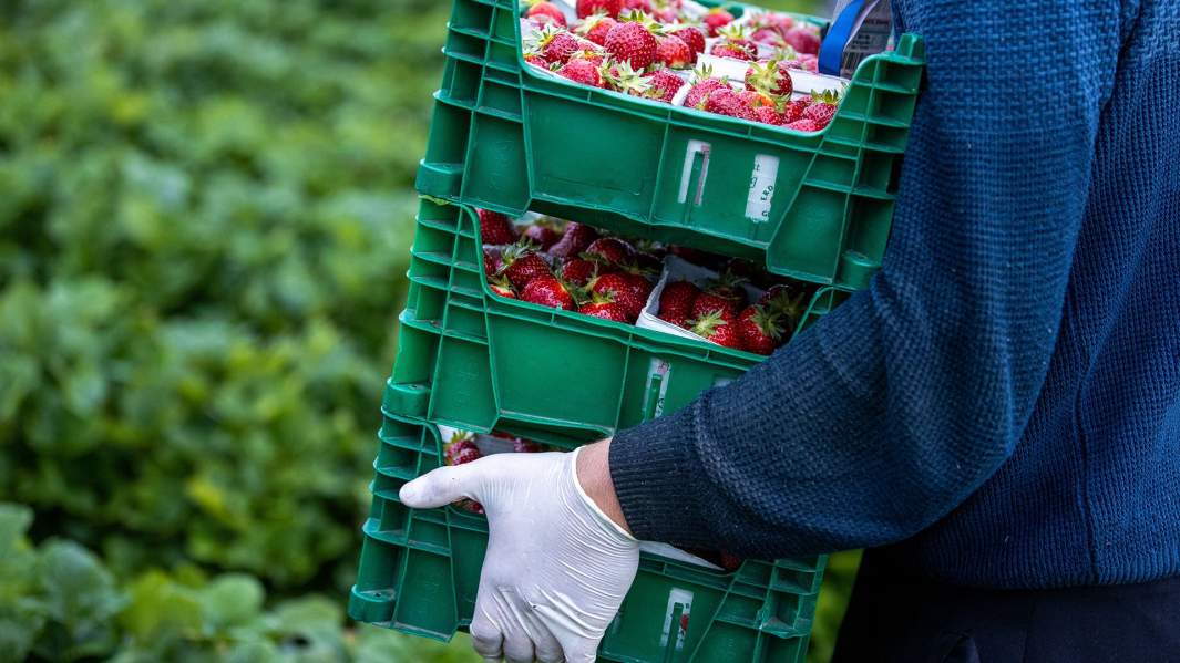 Гастарбайтер собирает клубнику 