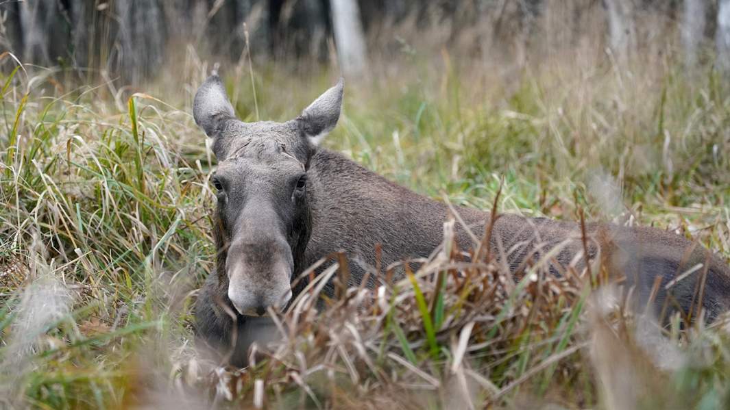 лось природа