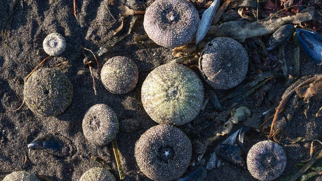 Выброшенные на берег Авачинской губы морские ежи