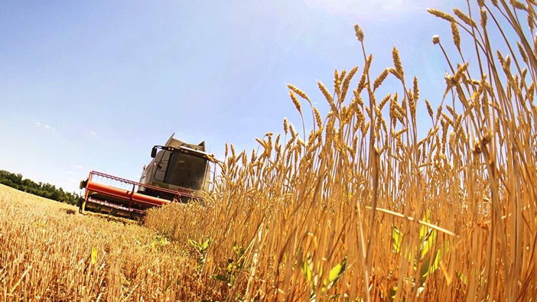 Уборка пшеницы на поле агрохозяйства