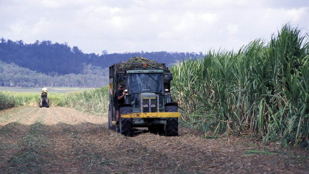 Сбор сахарного тростника в Австралии