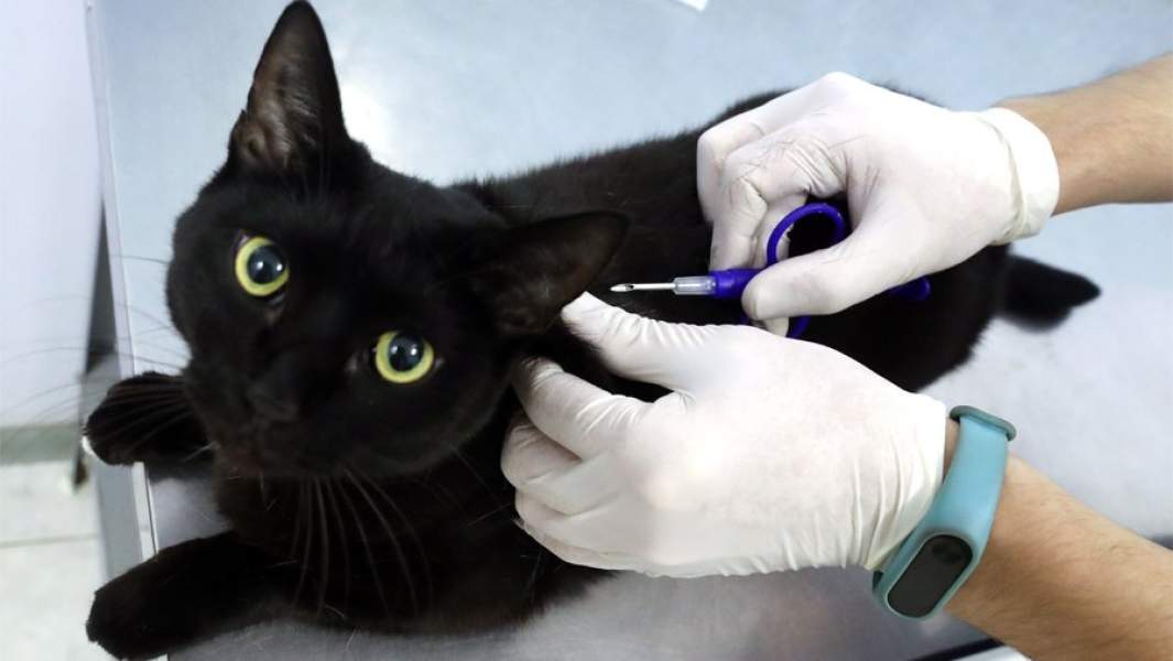  чипирование кота в ветеринарном центре