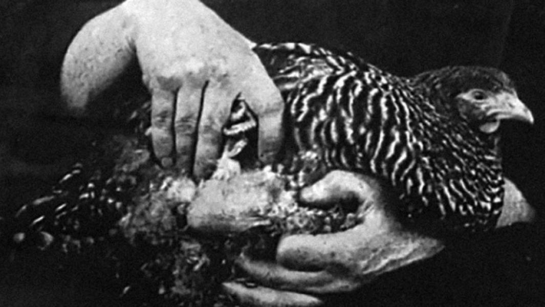 Курица с саркомой, с которой начались исследования, которые выявили, что некоторые вирусы могут вызывать рак