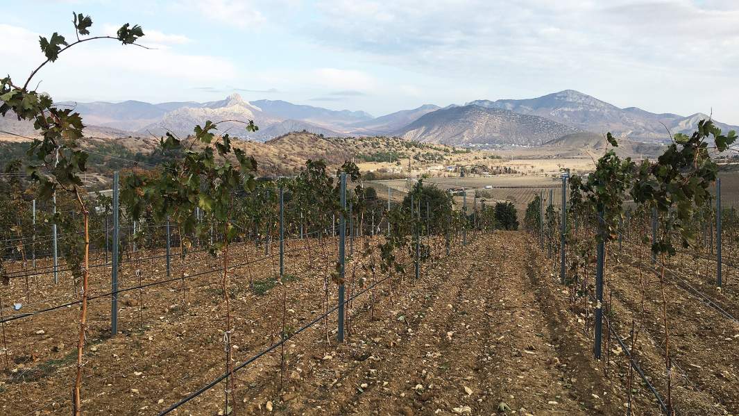 виноградники