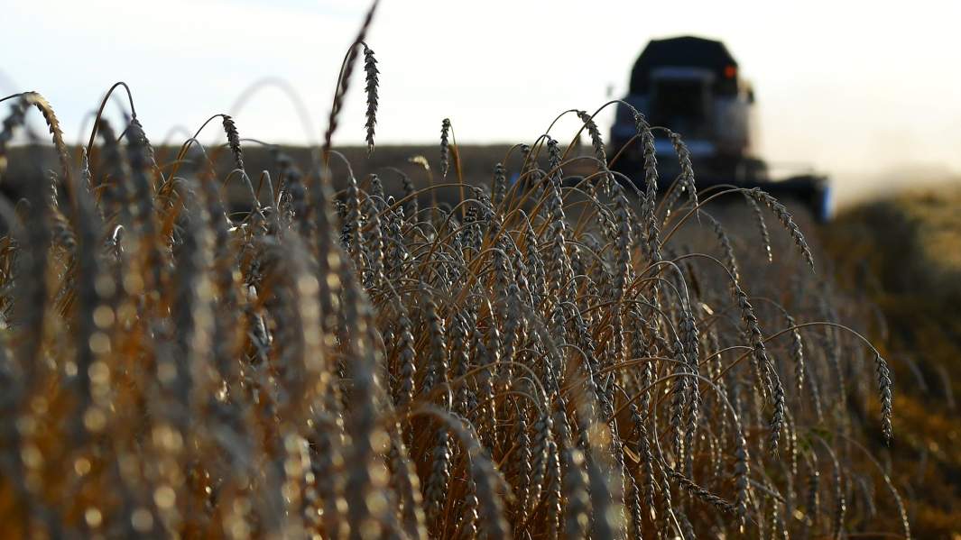 Пшеница на полях