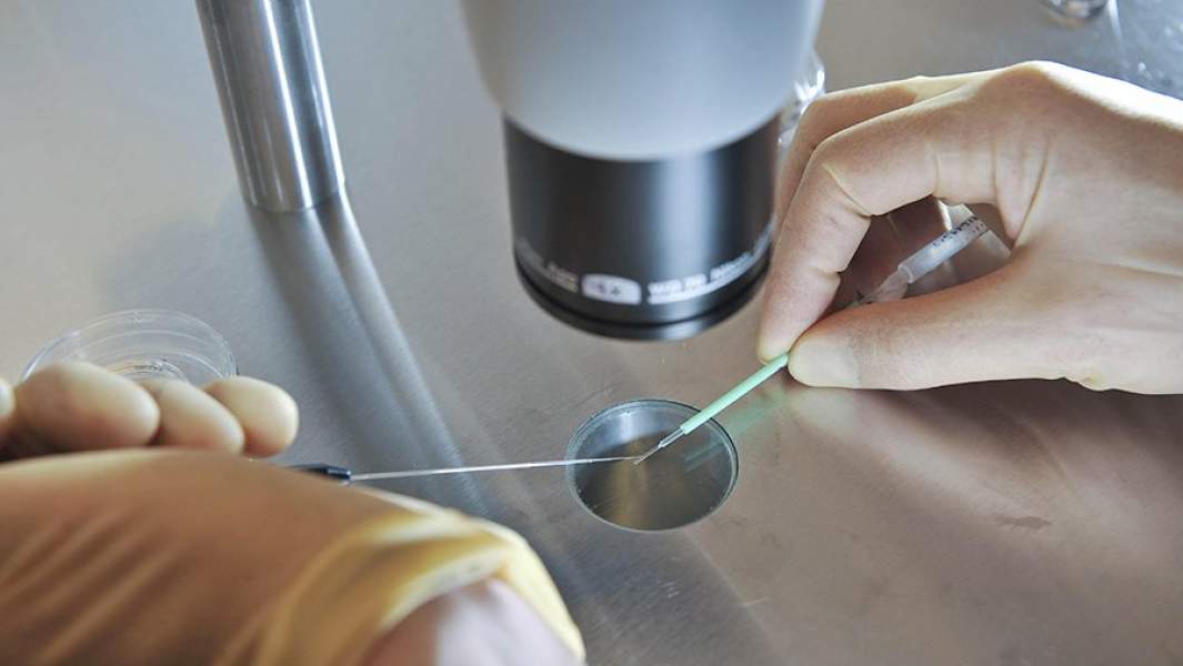 клетка лаборатория человек