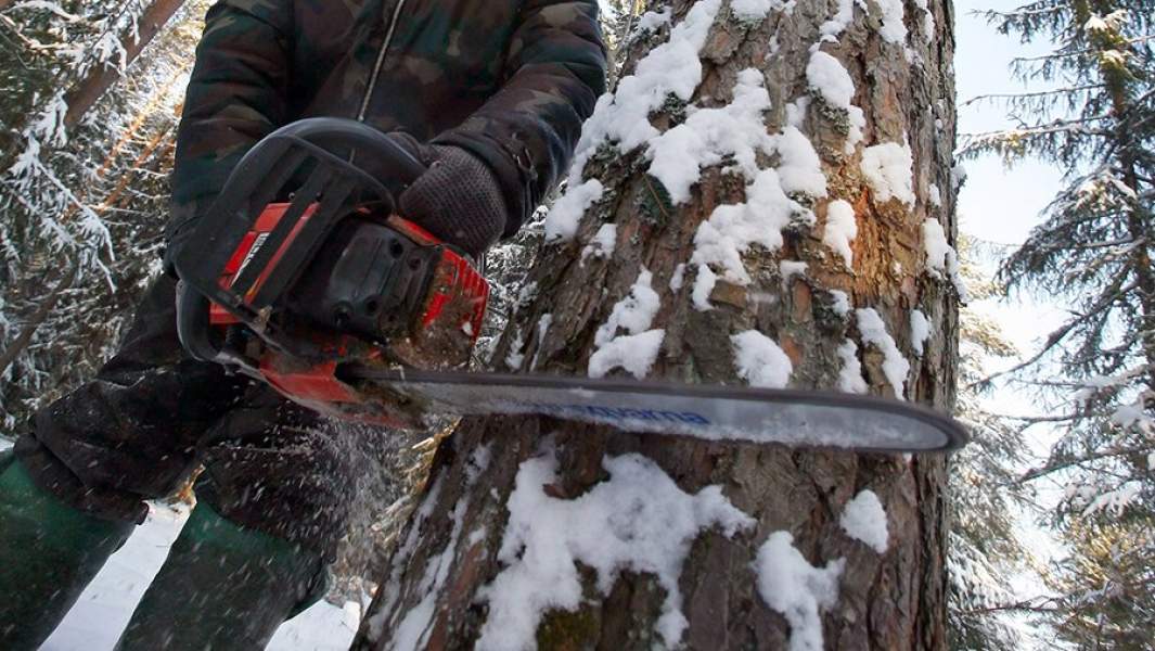 заготовка леса 