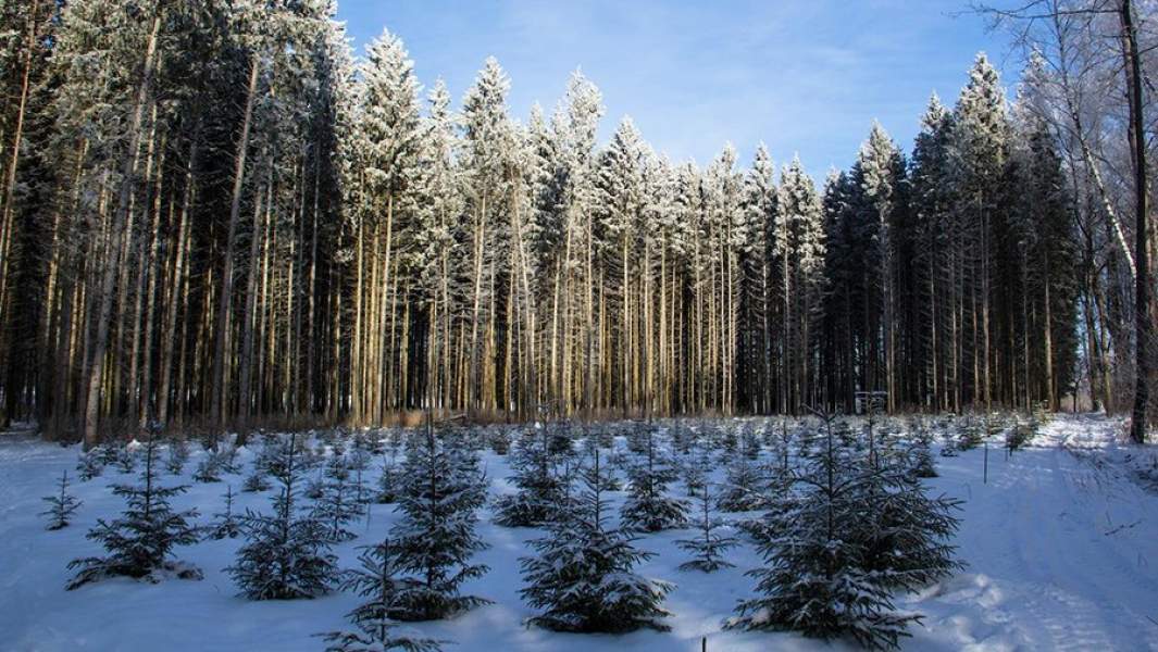 Лес вокруг музея-усадьбы Льва Толстого «Ясная Поляна»