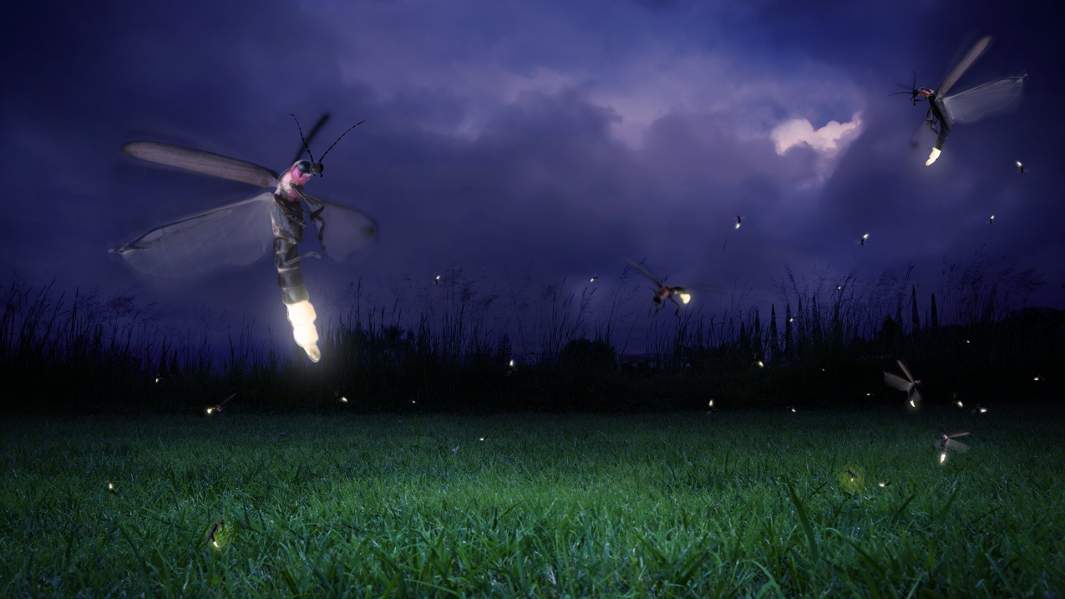 природа светлячки