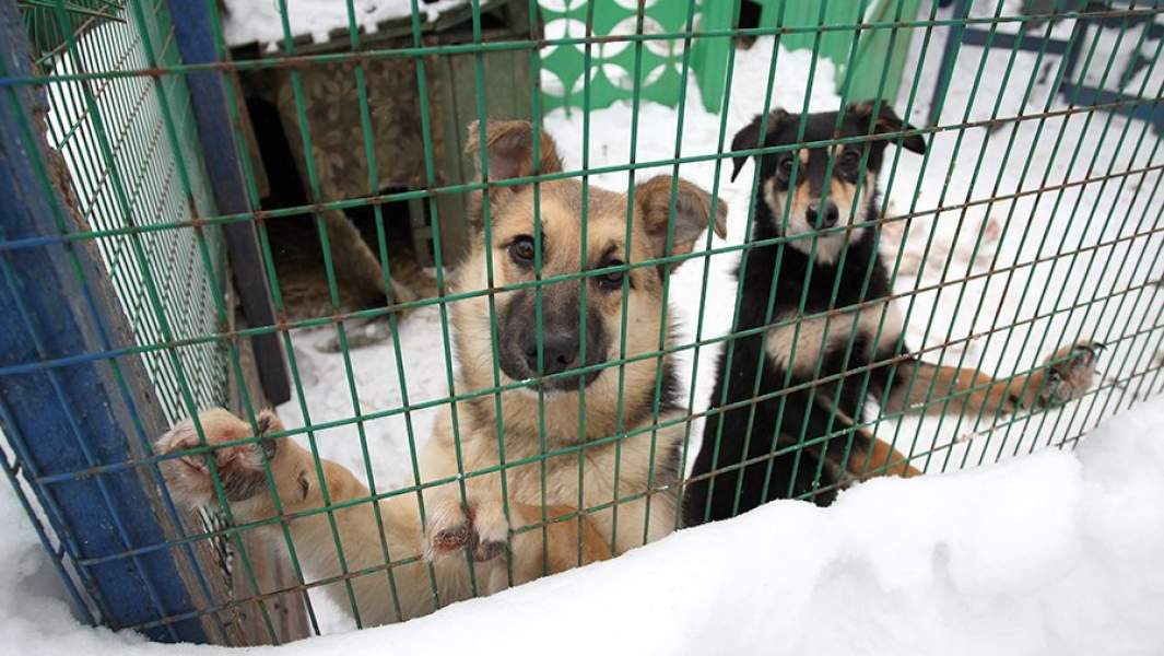 Собаки в вольере приюта