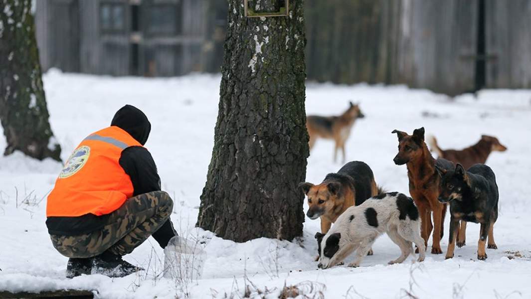 Отлов бродячих собак