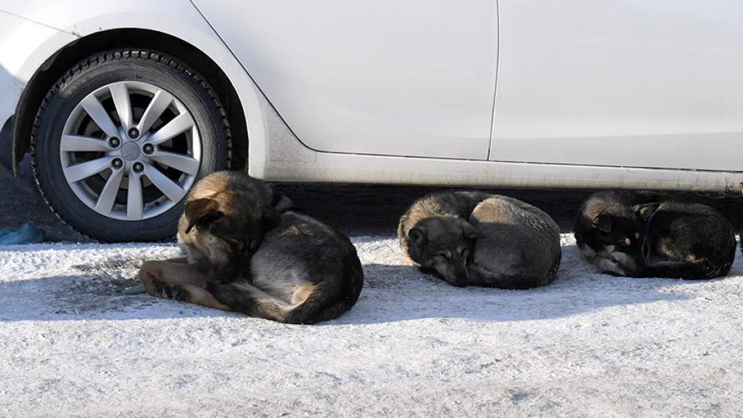 Бродячие собаки спят около автомобиля на снегу