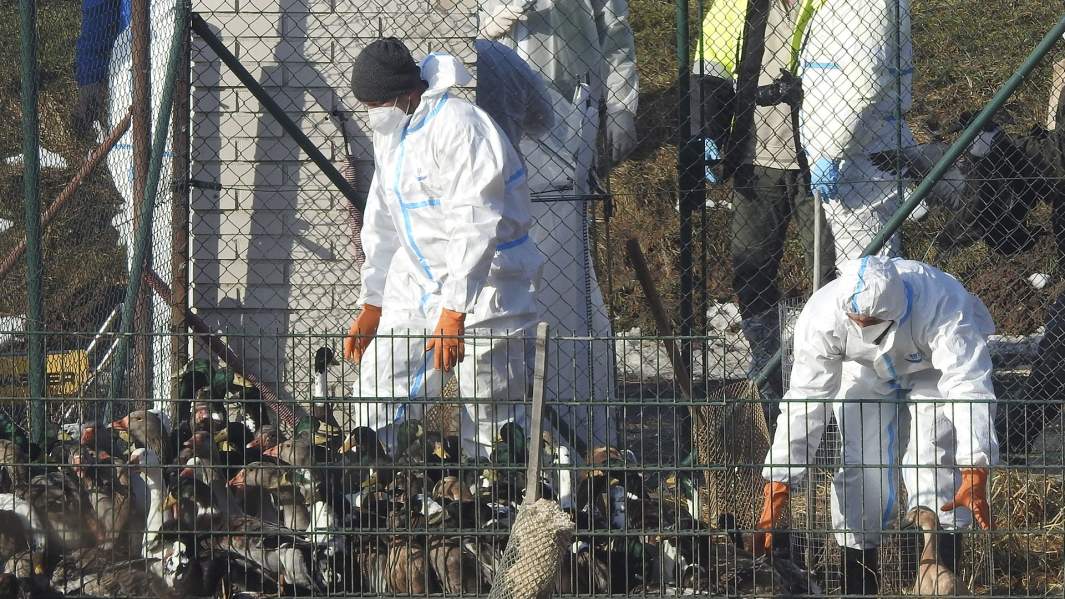 Ветеринары на птицефабрике в Чешской Республике