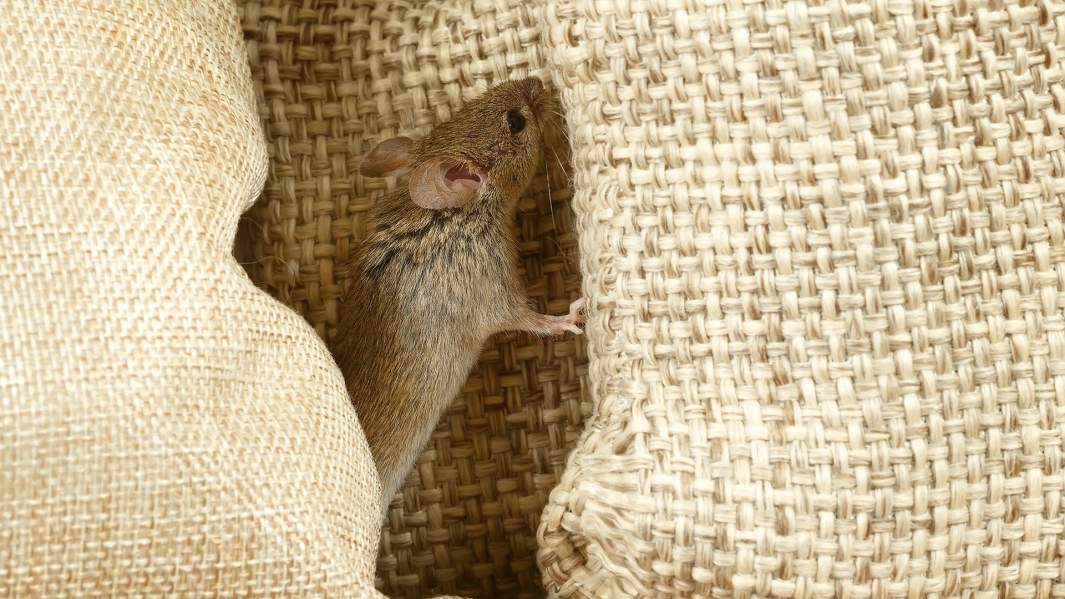 Думали, ОРВИ»: десятки детей заразились псевдотуберкулезом от грызунов