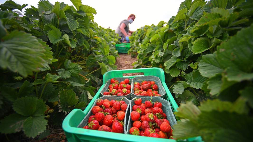 сбор клубники