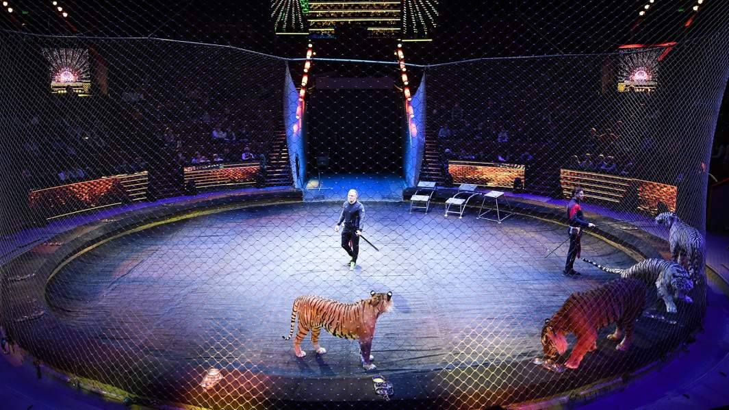 Эдгард Запашный в Большом Московском государственном цирке на проспекте Вернадского