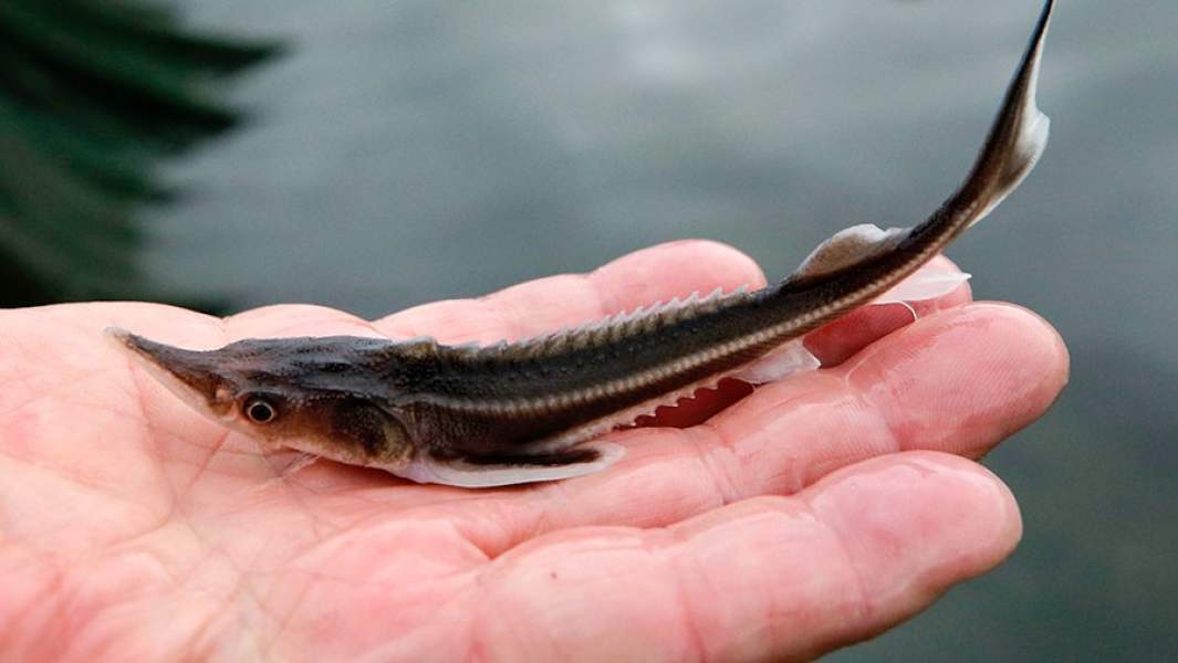 Малек осетровых рыб