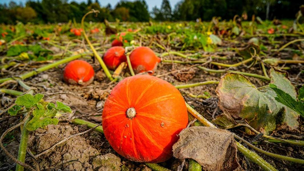 овощи уборка