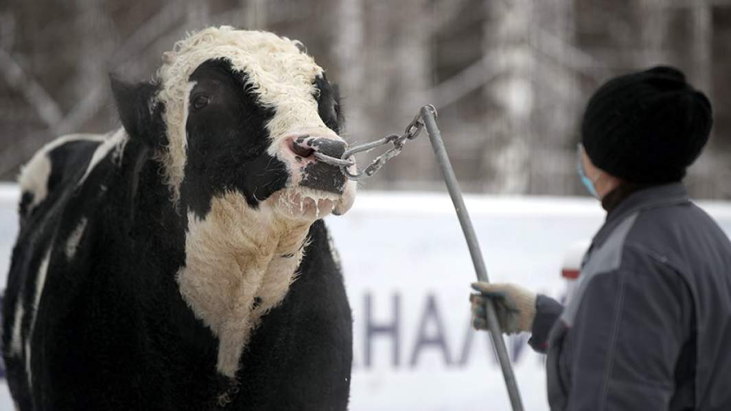 хозяйство коровы