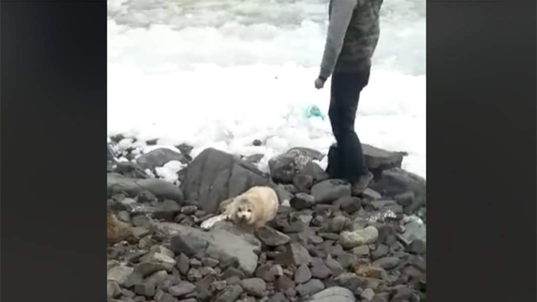 Тюлененок на пляже