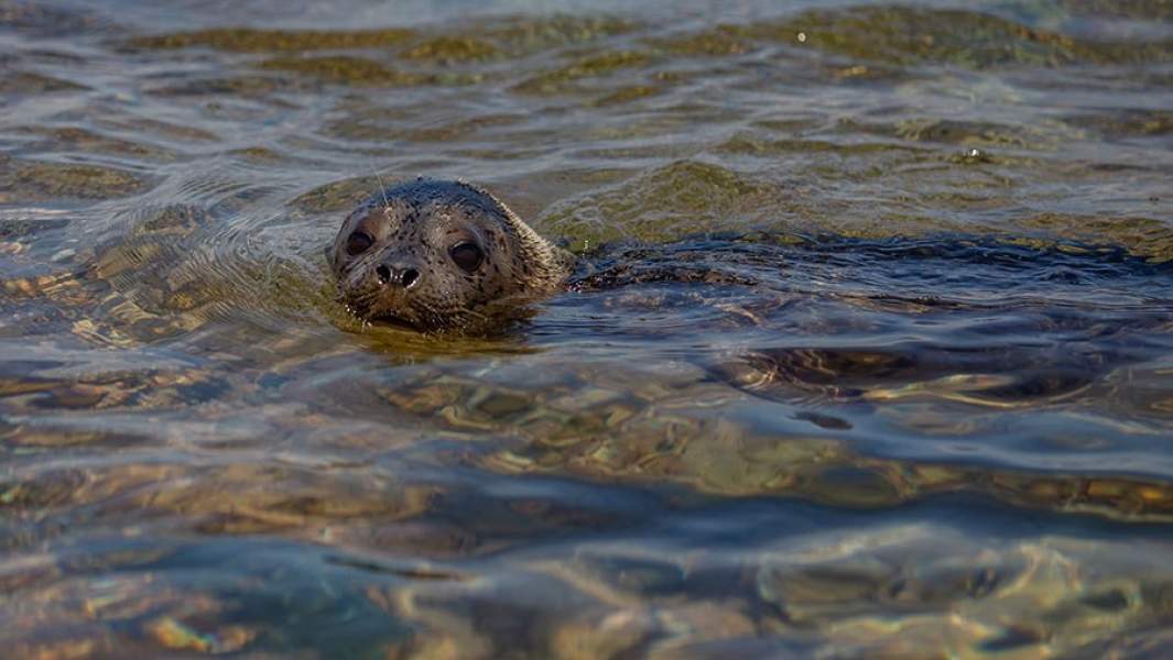 Тюлененок в воде