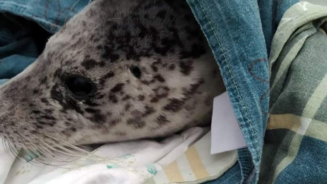 Спасенный тюлененок