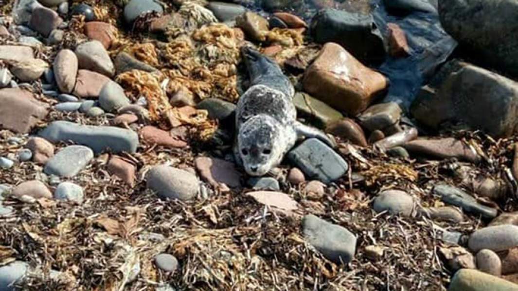 Тюлененок на пляже