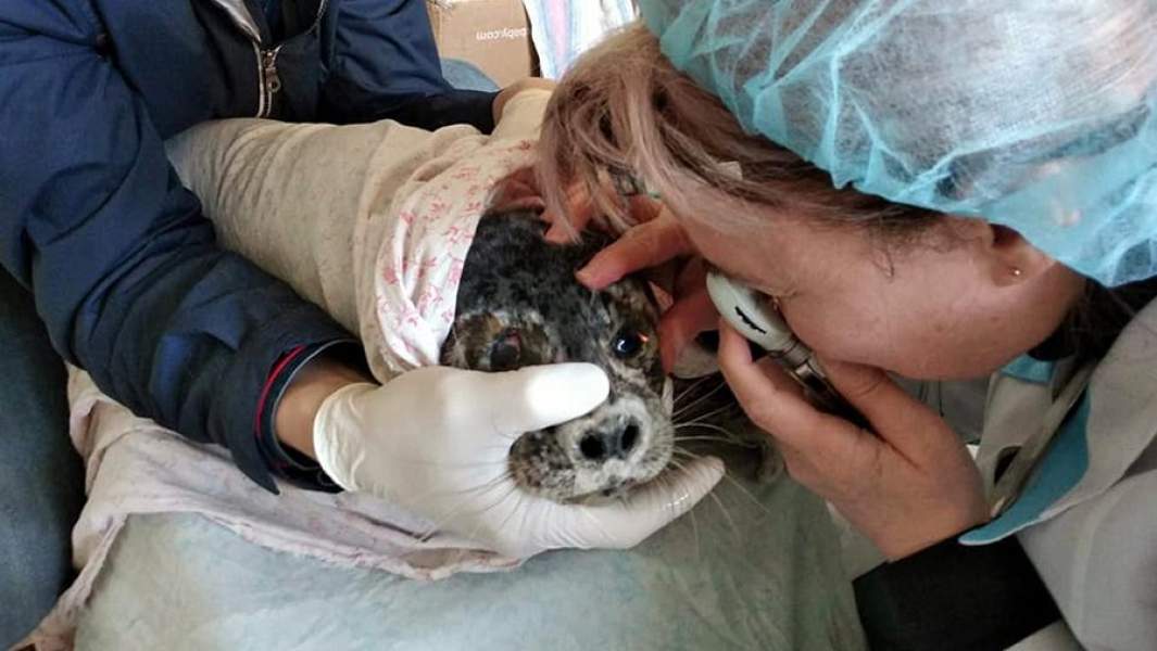 Оказание медицинской помощи тюлененку