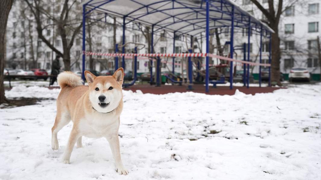 Собака во дворе жилого дома